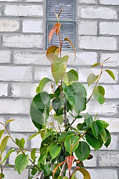 Closeup of grafted asian Nashi pear