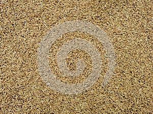 Closeup of grains, background . Avena Sativa. Aveia or Avena