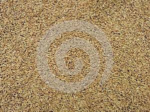 Closeup of grains, background . Avena Sativa. Aveia or Avena.