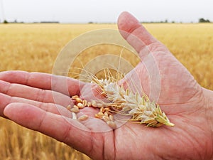 Closeup grains and ears of ripe golden wheat on the hand of a farmer. Beginning of harvest and agricultural works