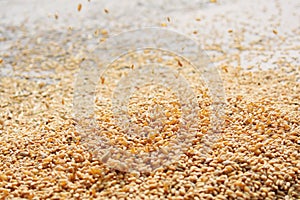 Closeup of Grains wheat