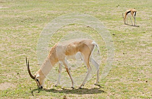 Closeup of Grant`s Gazelle and Thomson`s gazelle