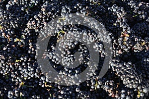 Closeup of a grape bin