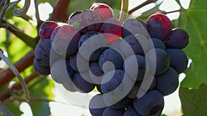 Closeup of grape bunch with sunbeams on berries in vineyard