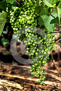 Closeup of grape cluster on grapevine Vranec in beginning stage