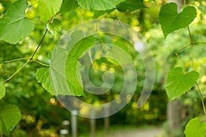 Closeup of grape green fresh leaves on a sunny day in park on blurry background