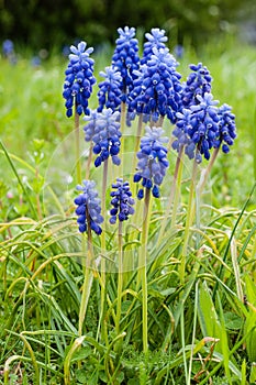 Closeup of Grape Hyacinth (Muscari) between green grass in soft daylight