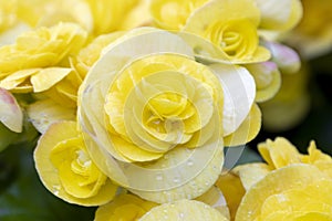 Closeup grape leaf yellow begonia flowers, Grapeleaf Begonia, selective focus