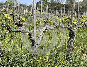 Closeup of grapes growing in the field at Capanna Farm, situated to the north of Montalcino. photo