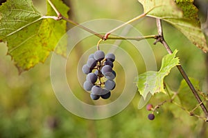 Closeup on a grapes of ripe vine. photo