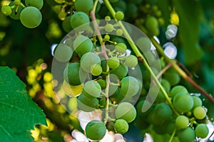 Closeup of grapes surrounded by leaves under sunlight with a blurry background and bokeh effect