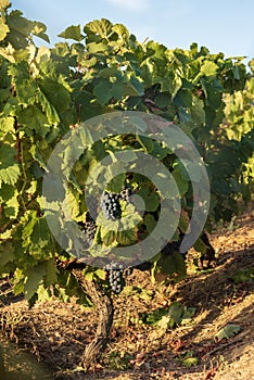 Closeup of grapevine in the Douro valley