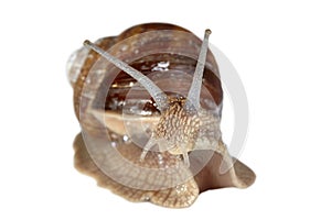 Closeup grapevine snail