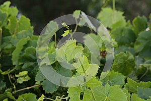 Closeup of a grapevine in a vineyard