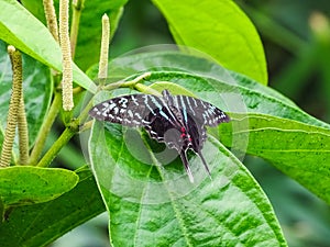 Closeup of a graphium colonna butterfly sitting on a leaf