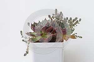 Closeup of Graptopetalum Bellum and Sedum Dasyphyllum minor Succulent in plastic pot on white background