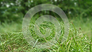 CLOSEUP of Grass Blades