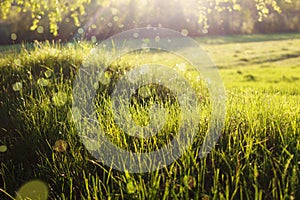 Closeup grass with blur bokeh and sun rays