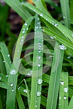 Closeup of grass covered in water drops under the sunlight with a blurry background
