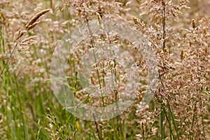 Closeup of grass flowers with copy space