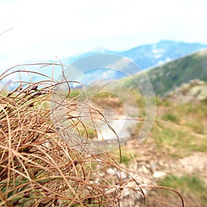 Detailní záběr na trávu s krajinnou scenérií v pozadí. Pohled na Nízké Tatry Nízké Tatry.