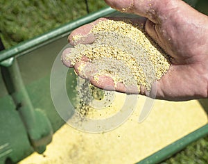 Closeup of grass lawn fertilizer and herbicide granules in man`s hands, lawn chemical spreader in background