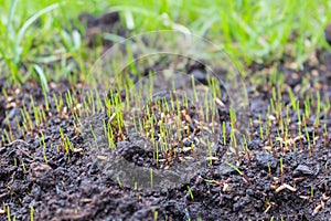 Closeup of grass seeds beginning to germinate on new topsoil.