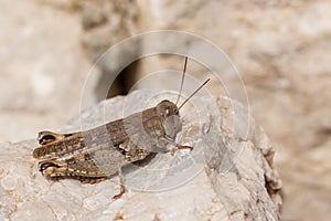 Closeup of a grasshopper