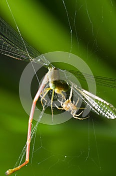 Closeup of grasshopper and spider with spider web isolated in green nature background