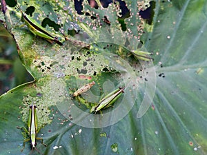 Closeup of grasshoppers feeding on a green leaf. Cornops aquaticum.