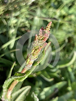 Closeup of grassleaf orache plant (Atriplex littoralis)
