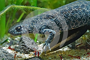 Closeup on a gravid female Balkan crested newt, Triturus ivanbureshi