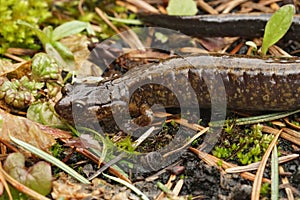 Closeup on a gravid female Dunn's salamander lungless wood salamander, Plethodon dunni on the ground