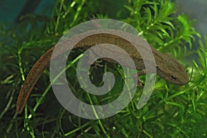 Closeup on a gravid female Hong Kong Warty newt, Paramesotriton hongkongensis in an aquarium