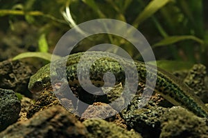 Closeup on a gravid female Italian newt, Lissotriton italicus underwater