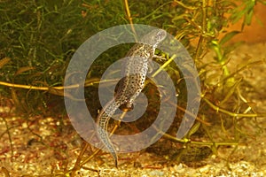 Closeup on a gravid female Italian newt, Lissotritron italicus