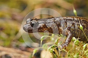 Closeup on a gravid female Northern Oregon Dunn's salamander, Plethodon dunni sitting on moss
