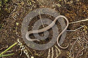 Closeup on a gravid female slow worm, Anguis fragilis, on the ground