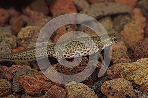 Closeup of a gravid female of small Italian newt, Lissotriton italicus