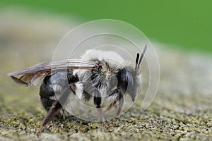 Closeup on a Gray-backed mining bee, Andrena vaga infected by a Stylops ater, sitting on wood