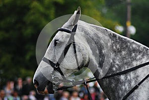 Closeup of a gray beautiful horse with a bridle