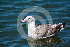 Closeup of gray and brown seagull swimming in the ocean.