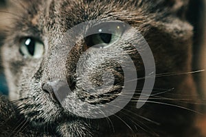 Closeup of gray cat face