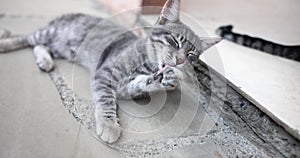 Closeup gray cat licks its paws lying on threshold
