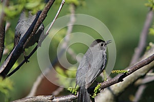 Closeup of a gray catbird perched on a tree branch