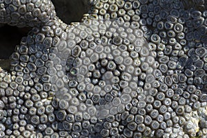 Closeup gray coral exposed at low tide