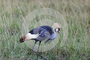 Closeup of a gray crowned crane bird walking on the grass blurred background