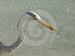 Closeup of a gray heron\'s head against the water background