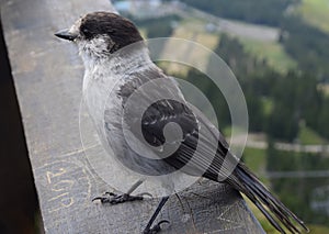 Closeup of a Gray Jay Perisoreus canadensis