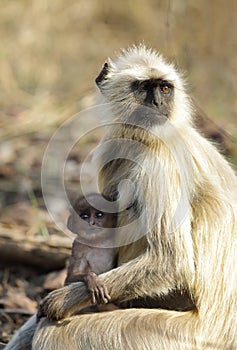 Closeup of Gray Langur with baby